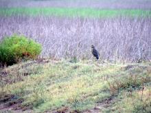 A Cinnamon Bittern next to a patch of dried reeds at Kalivelli.