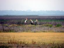 Painted storks at Kalivelli were the among the first to greet us.