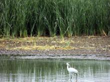 A litle egret at Ousteri.