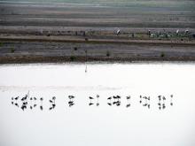 Stilts and storks at Ousteri.