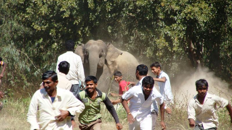 Human-elephant conflict in the Bangalore urban district