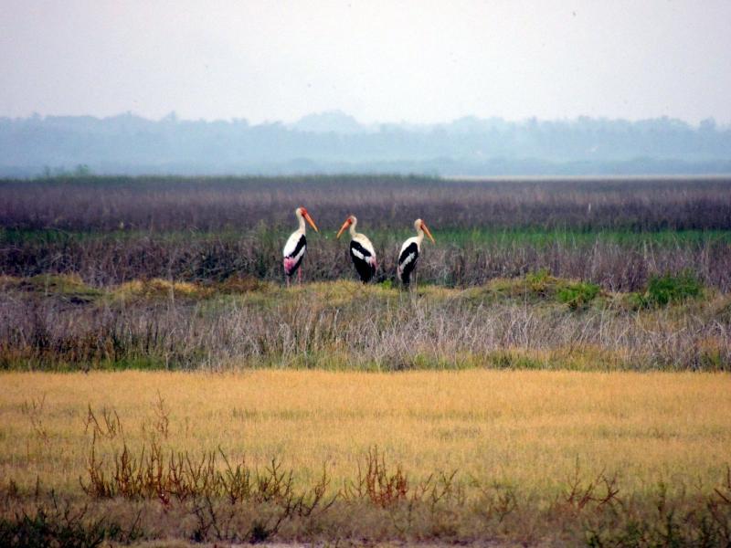 Painted storks at Kalivelli were the among the first to greet us.