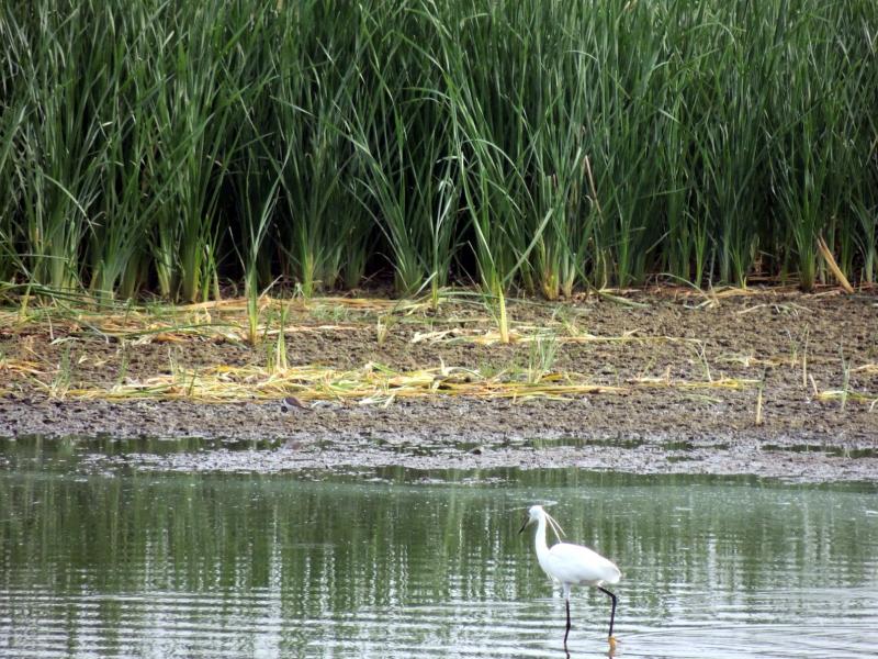 A litle egret at Ousteri.