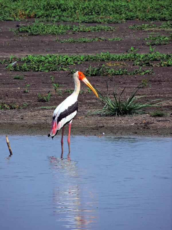 This painted stork was the first bird to be spotted when we reached Ousteri.