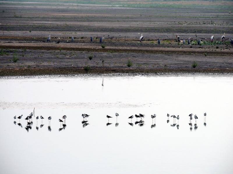 Stilts and storks at Ousteri.