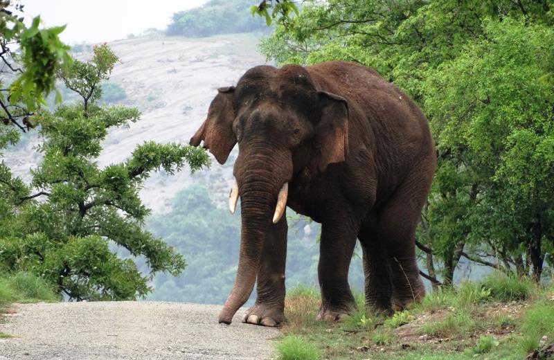 Venkataiah, an adult male elephant in the Bannerghatta National Park