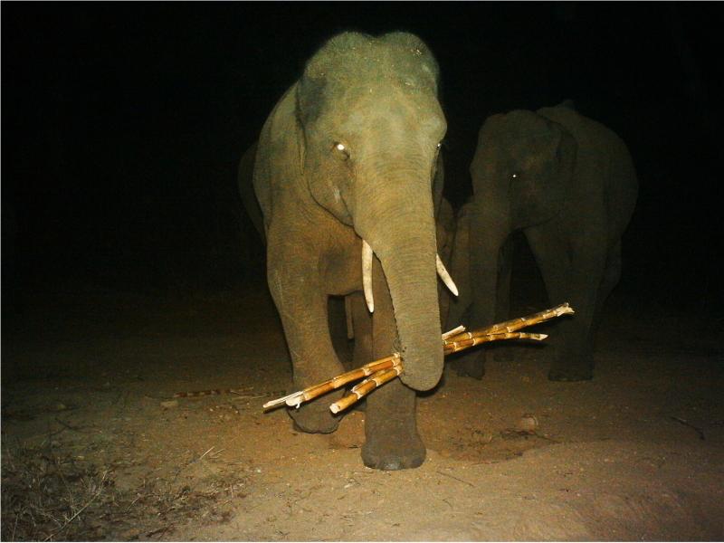 Elephants foraging at night