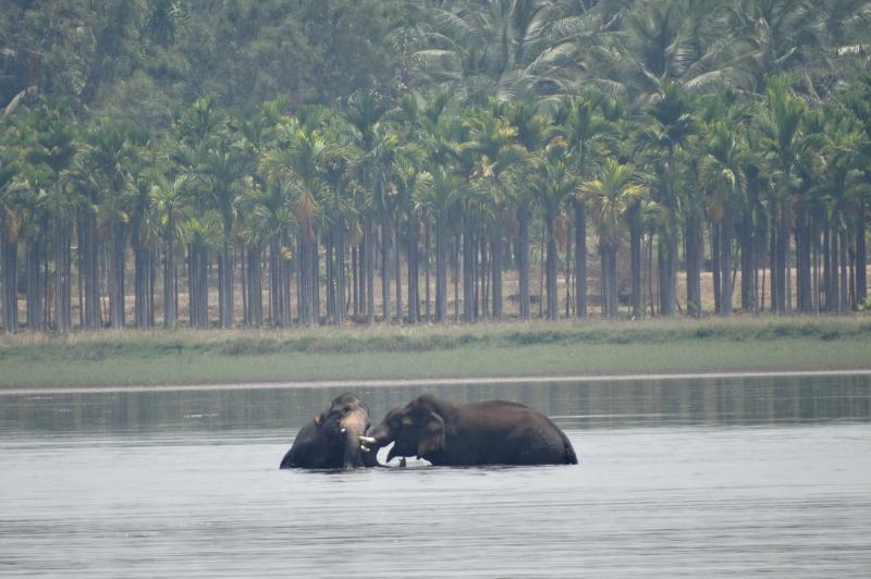 Elephants in agricultural landscapes