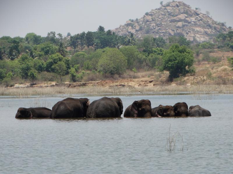 Elephants in waterbodies