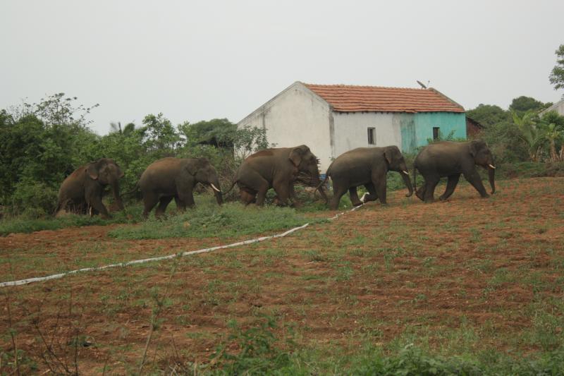 Adaptive elephants