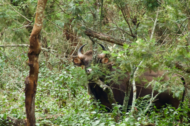 Gaur in wattle