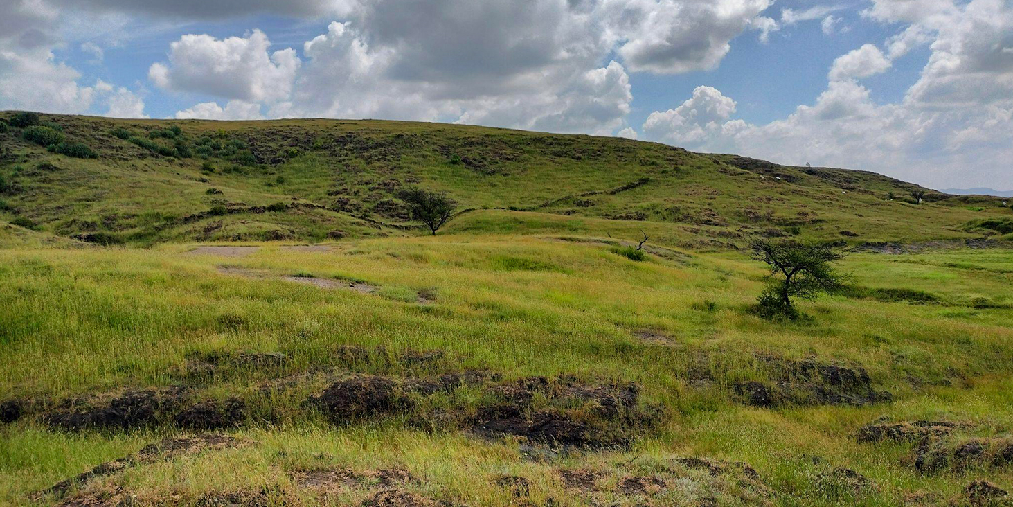 Assessing the motivations for, extent, and carbon sequestration potential of massive afforestation projects in semi-arid savannas in India