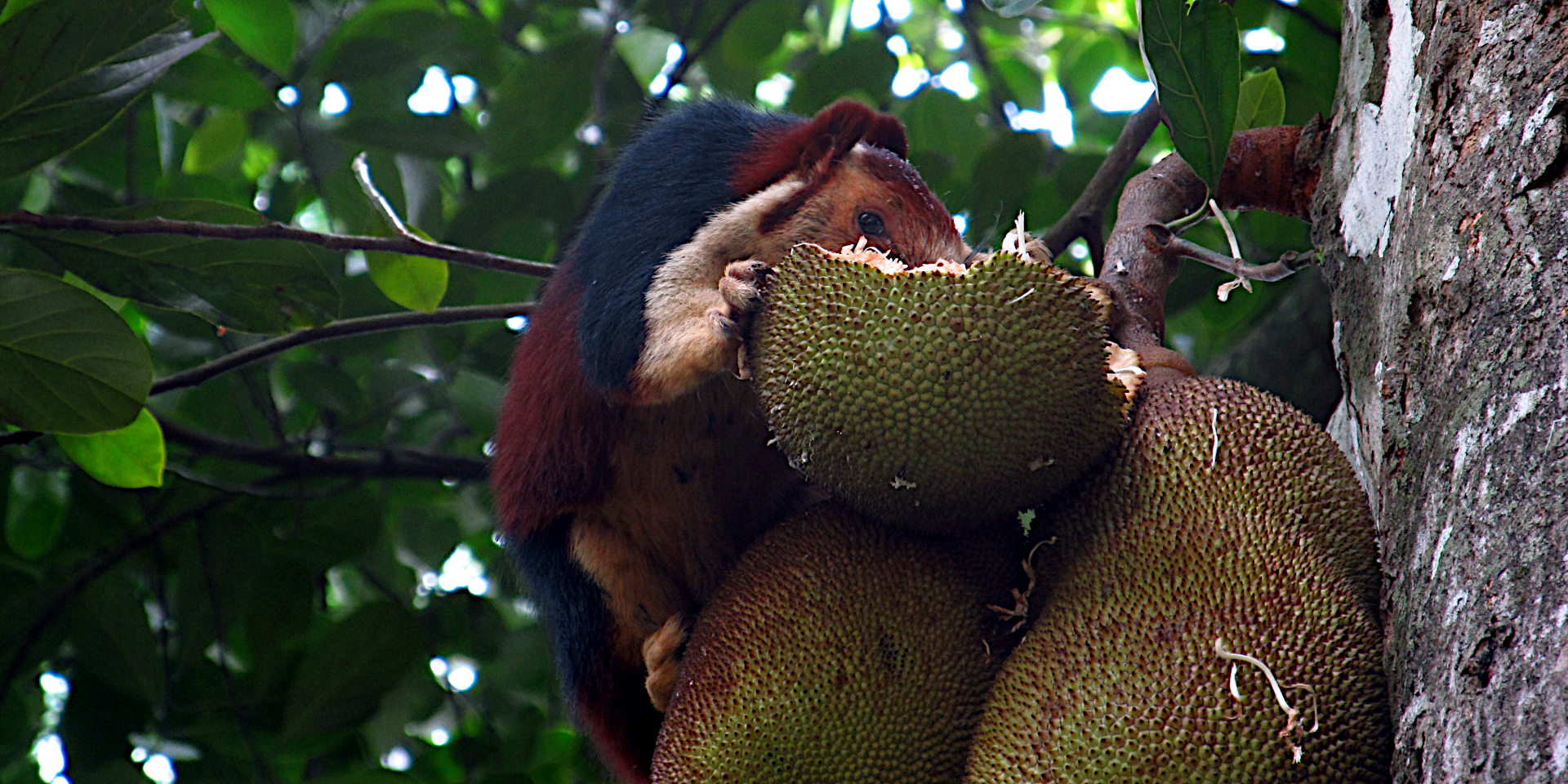 Impact of Harvest of Wild Fruits on Plant Frugivore Interactions in a Mixed-Use Landscape in the Central Western Ghats