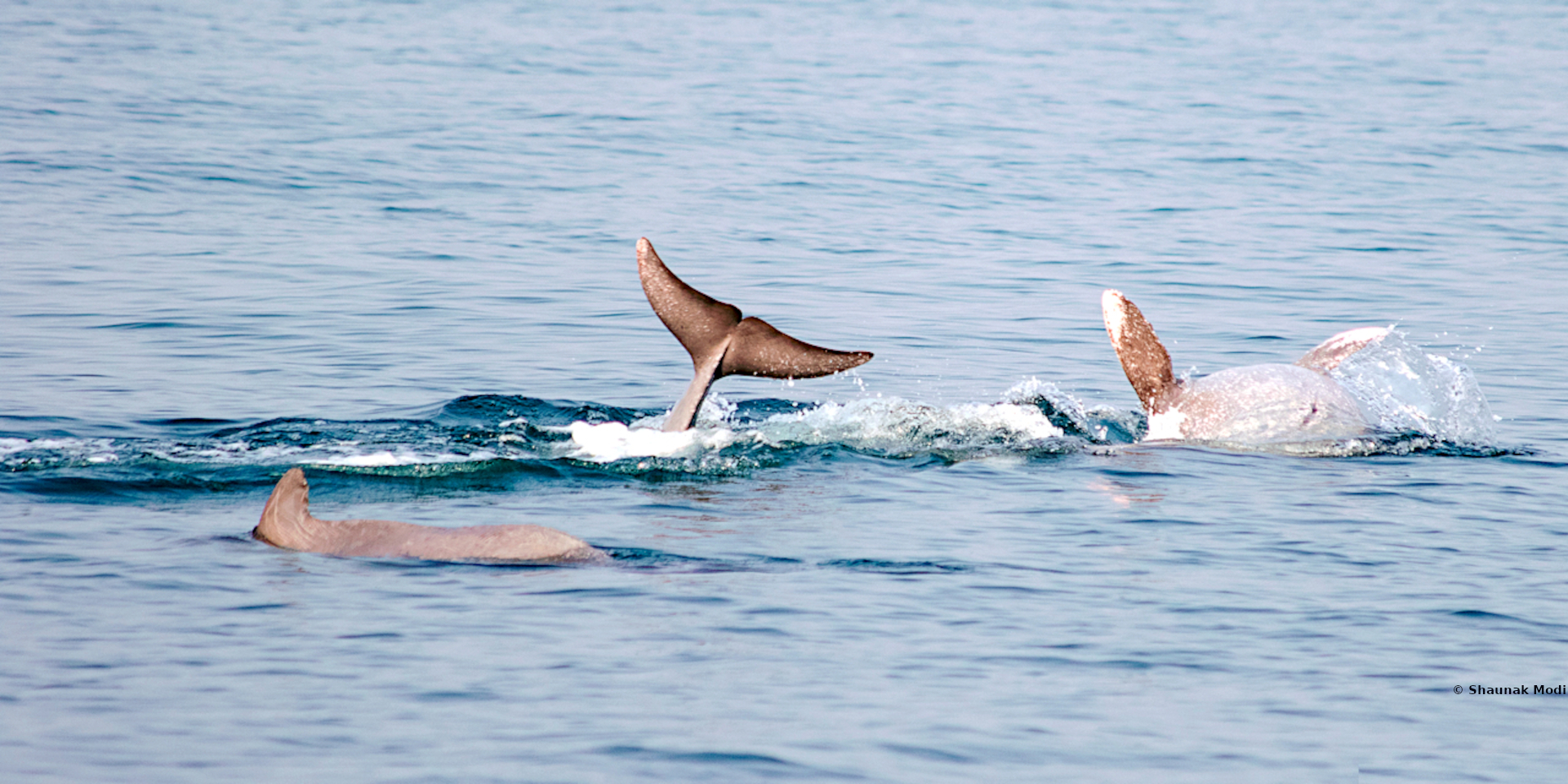 Humpback dolphins