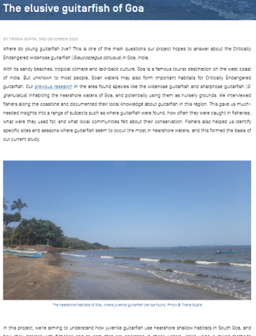 Gupta_2023_guitarFish_blog