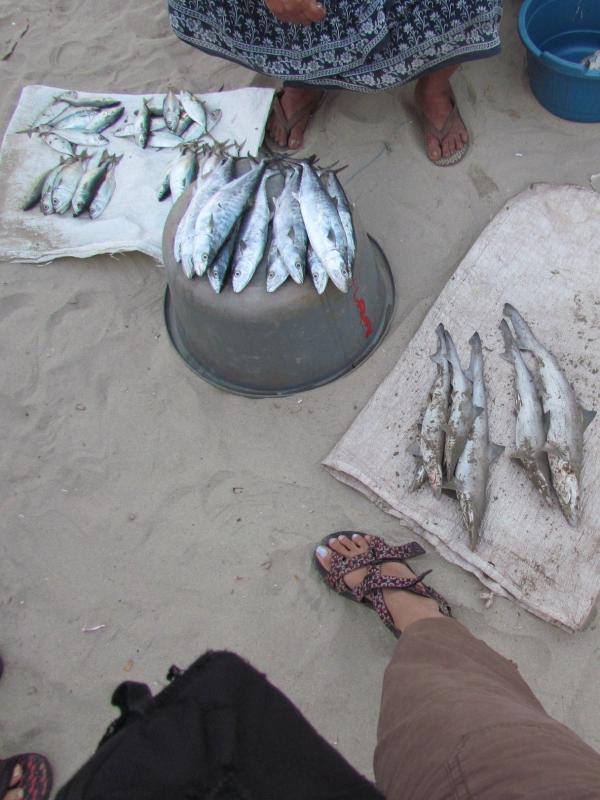 Fish market in Sindhudurg district.