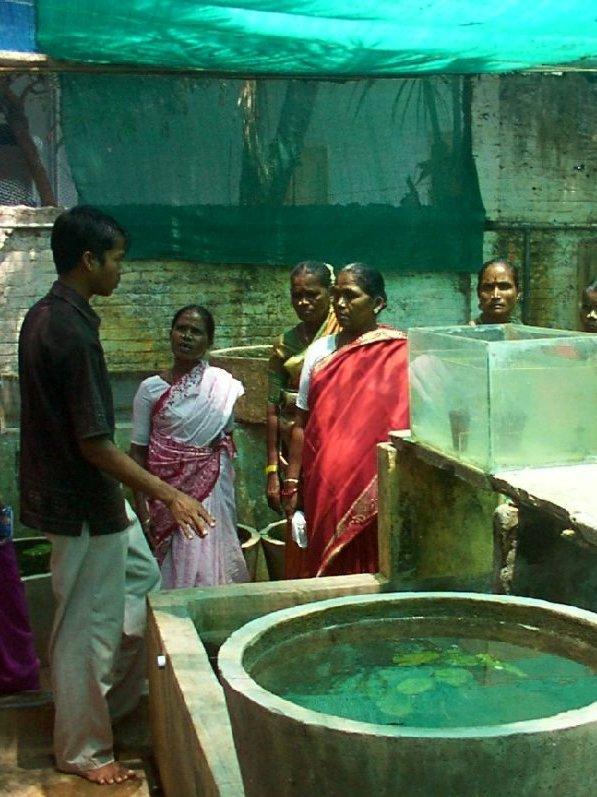 A demo on ornamental fish raising.