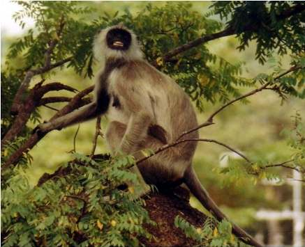 common langur