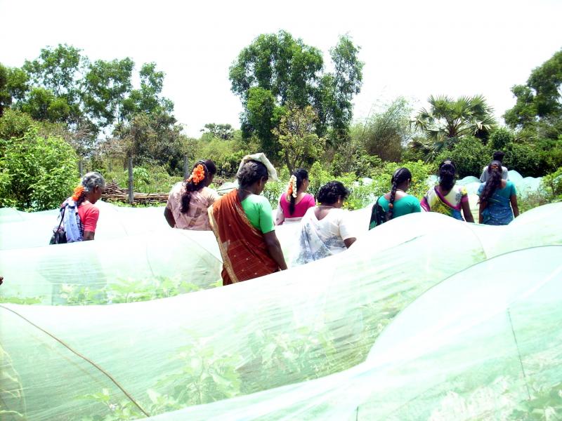 Young saplings protected from the harsh sunligh using a shade net.