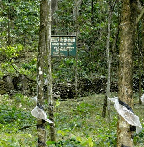 Forest areas adjoin many of the rubber plantations in Shencottah gap